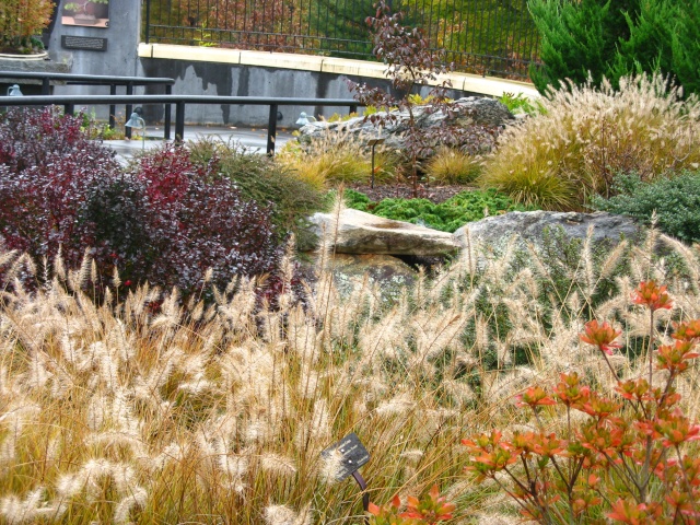 Autumn at the NC Arboretum bonsai garden Nature47