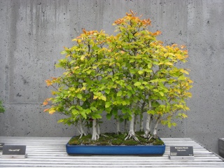 Autumn at the NC Arboretum bonsai garden Nature49