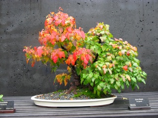 Autumn at the NC Arboretum bonsai garden Nature50