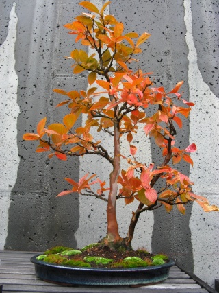 Autumn at the NC Arboretum bonsai garden Nature51