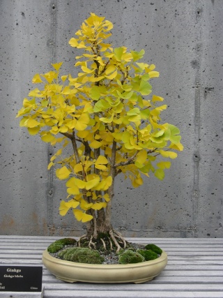 Autumn at the NC Arboretum bonsai garden Nature52