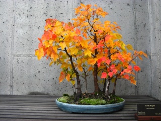 Autumn at the NC Arboretum bonsai garden Nature53