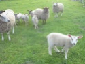 la famille Mouton10
