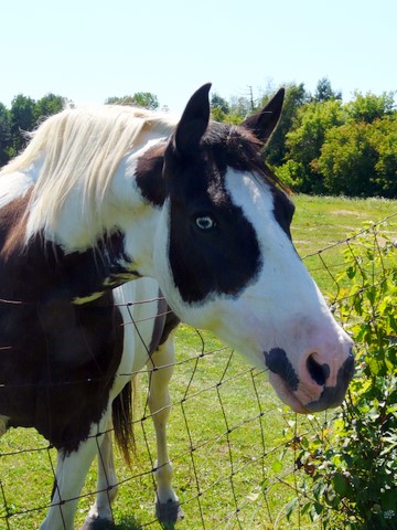 BR horses (some haver the same name but they look completely different Joey-10