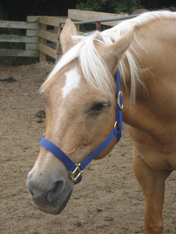 BR horses (some haver the same name but they look completely different Mal10