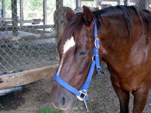 My 100% completed BR Horse Bios (these are currently owned at BR Ranch) Oscar10