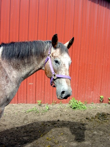 My 100% completed BR Horse Bios (these are currently owned at BR Ranch) Rocky-10