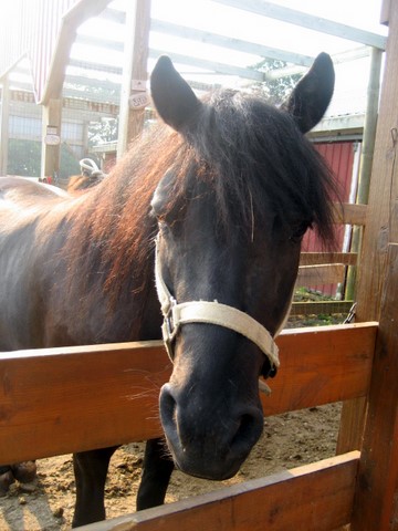 BR horses (some haver the same name but they look completely different Spud10