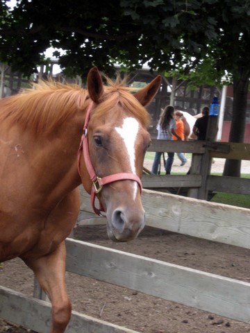 BR horses (some haver the same name but they look completely different Tucker10