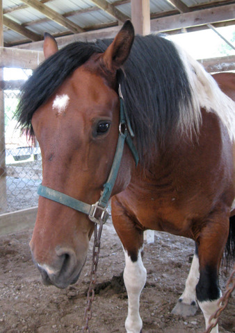 BR horses (some haver the same name but they look completely different Wellin10