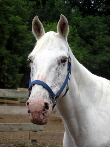 My 100% completed BR Horse Bios (these are currently owned at BR Ranch) White-10