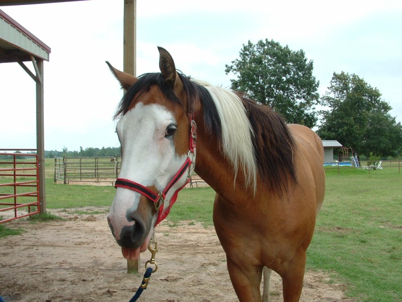 Amber Rose Ranches Horses and Boarders horses Zip10