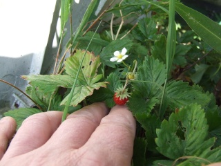 Une squatteuse !!! 2009_090