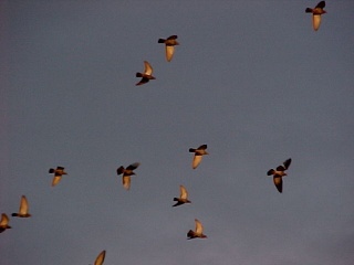Pigeons in Flight 2007-116