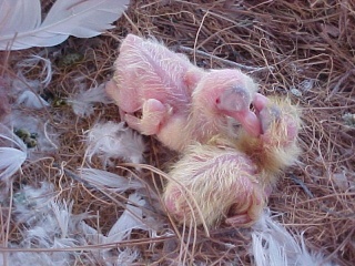 Baby Pigeon Photos (Weekly growth comparison, newborn to 4 weeks) 2008-015