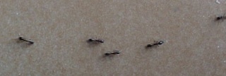 Ants . . . Tiny Pigeon Predators 2009-017