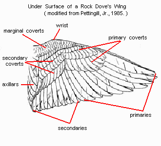 Pigeon Anatomy Diagra27