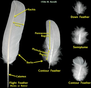 Feather Identification and Count Feathe10