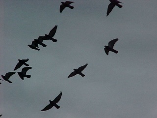 Pigeons in Flight Ferals11