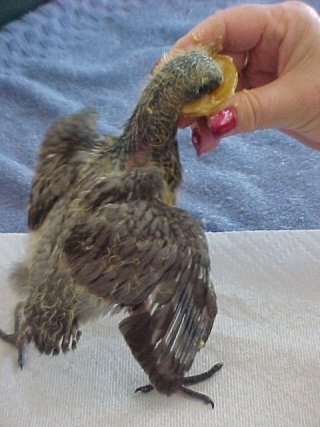Baby Wood Pigeon Baby Wood Pigeon