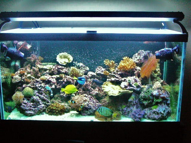 Derek's 90 gal. reef build - Page 2 Dscn2718