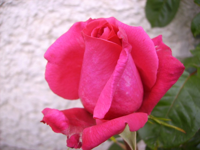 les roses de mon jardin 10_mai11