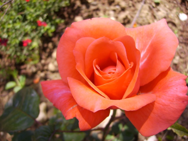 les roses de mon jardin 18_mai12