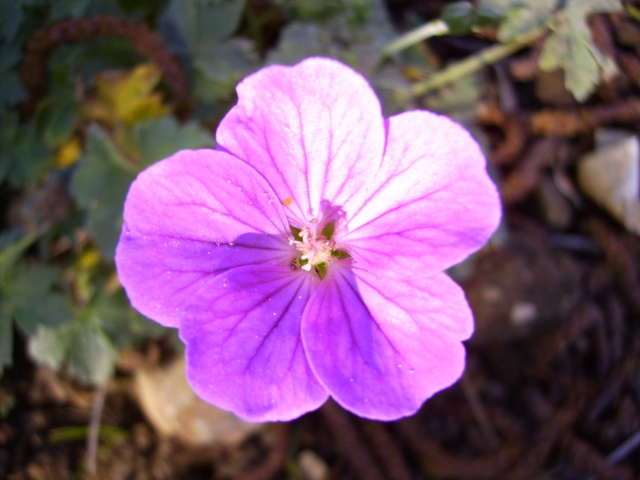 les plantes vivaces de mon jardin (photo prise le 28/04/09) Gerani10