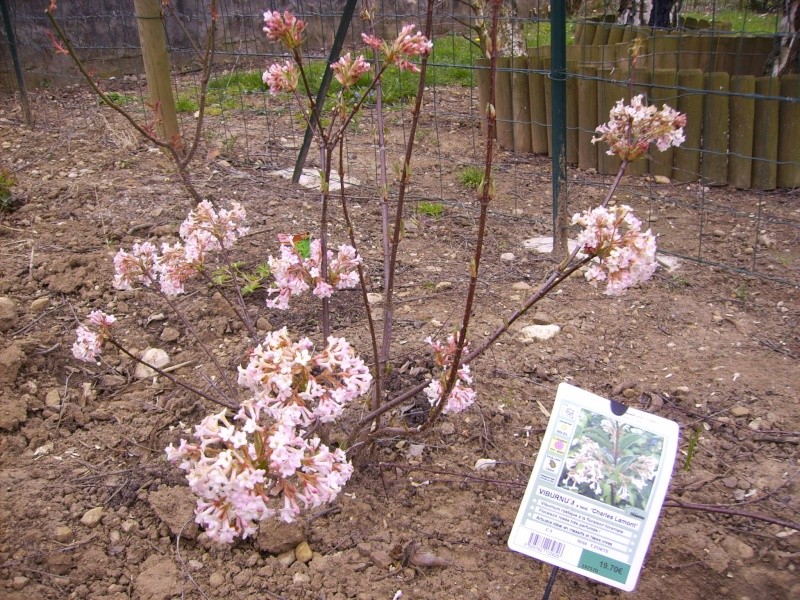 MES ARBRES ET ARBUSTES DE LA MAISON Mars_214