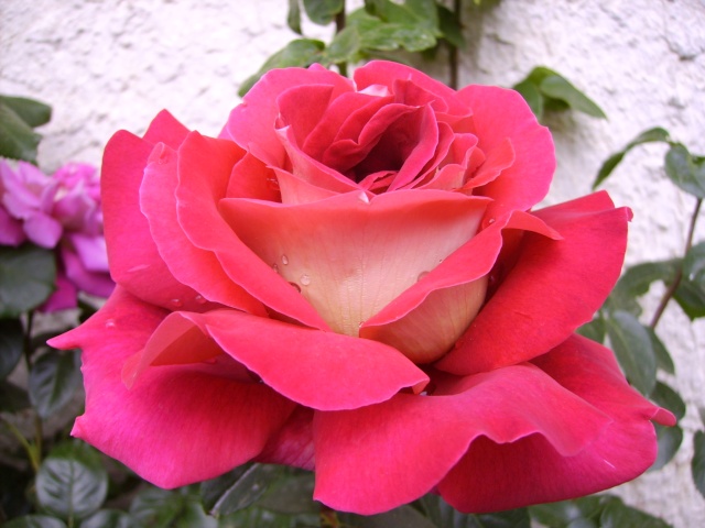 les roses de mon jardin Pict4310