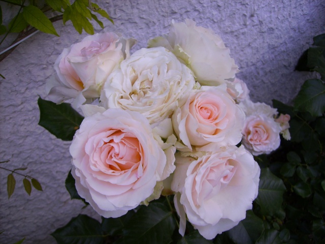les roses de mon jardin Pict4811