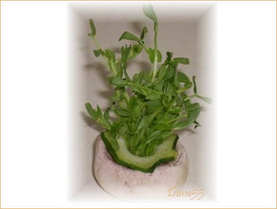 Décoration petit bouquet de verdure  Une_pe10