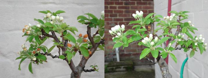 Brown Crab Apple Flowers Crab_p10