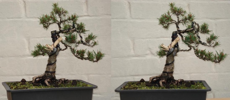 Pinus Sylvestris “Beuvronensis” Advice New_pi10