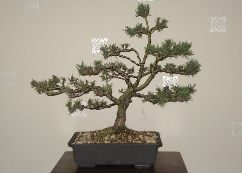 Pinus Sylvestris “Beuvronensis” Advice Scots_10