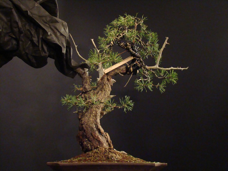 Pinus sylvestris - yamadori - first styling Bles_210