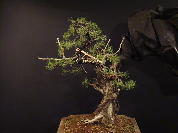 Pinus sylvestris - yamadori - first styling Bles_311