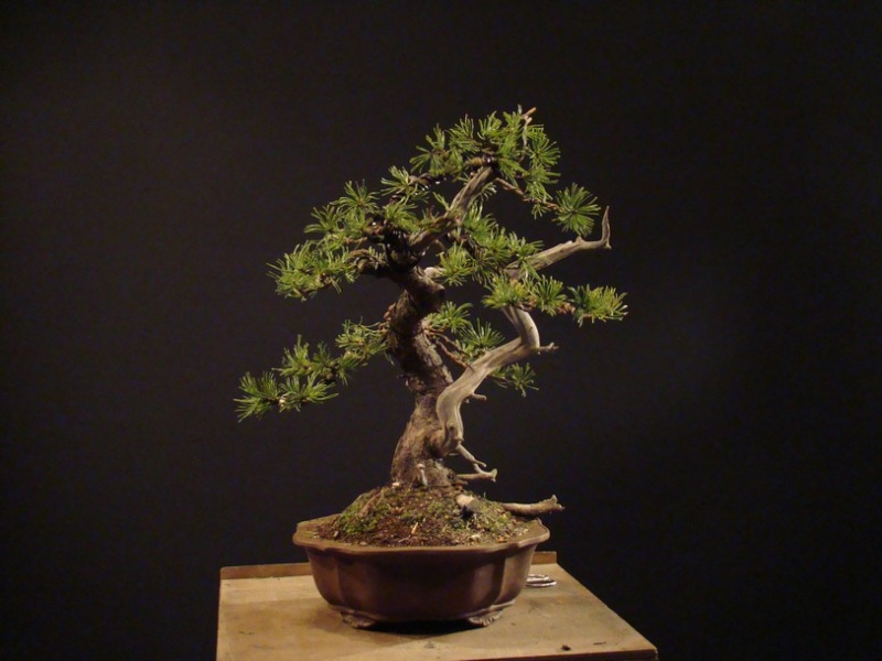 Pinus mugo - "dancing yamadori" Borovi10
