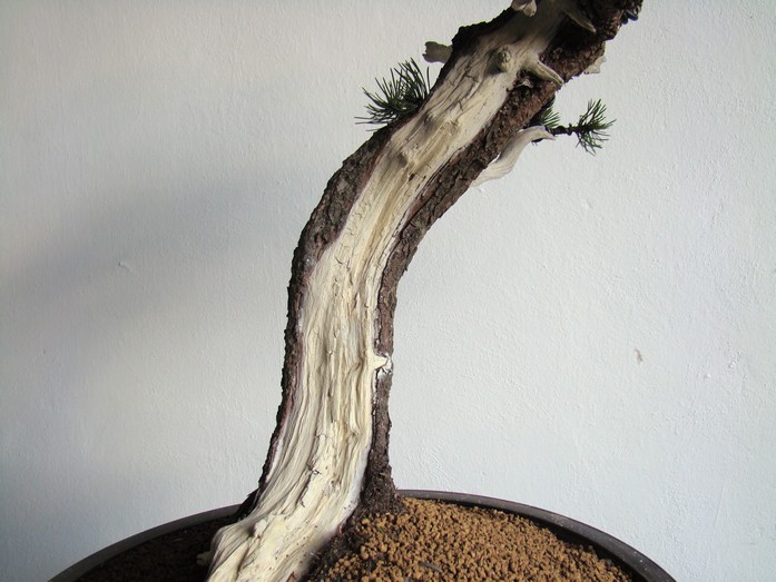Pinus mugo - light elegance (owner M. Škrabal) Dw_110