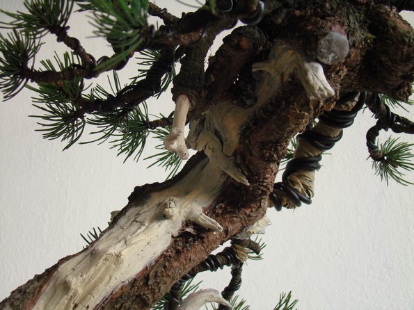 Pinus mugo - light elegance (owner M. Škrabal) Dw_310