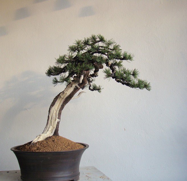 Pinus mugo - light elegance (owner M. Škrabal) Dw_410