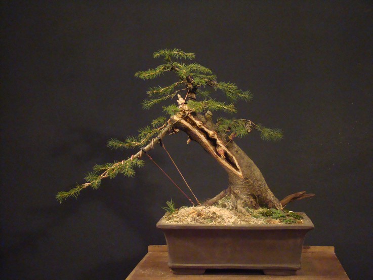 Picea abies - yamadori 2005 Listop10