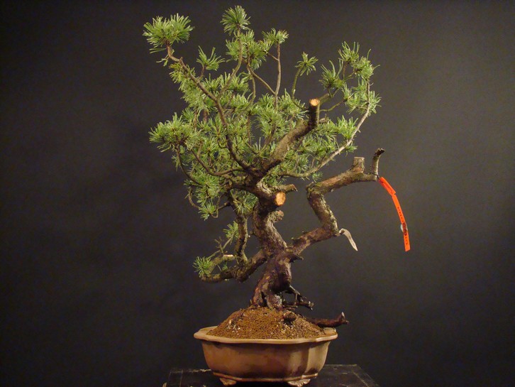 Pinus mugo - "dancing yamadori" M3_1610
