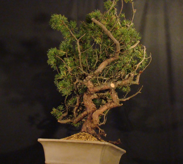 Pinus mugo - "dancing yamadori" M3_910