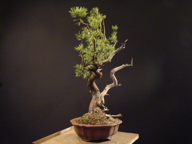 Pinus mugo - "dancing yamadori" Mu12_010