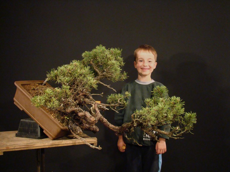 For Joy (Pinus mugo - yamadori "Three Snakes) Mu_1210