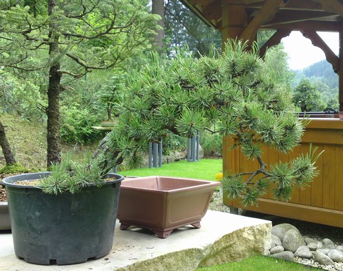 Pinus mugo - light elegance (owner M. Škrabal) Sn_1510