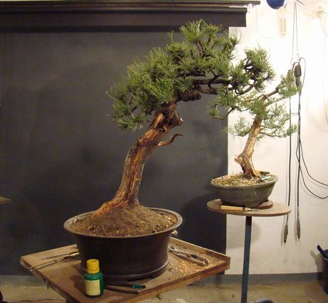 Pinus mugo - light elegance (owner M. Škrabal) Sn_1910