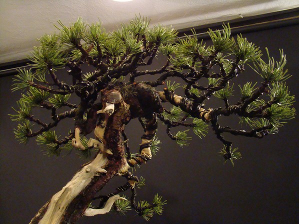 Pinus mugo - light elegance (owner M. Škrabal) Sn_2810