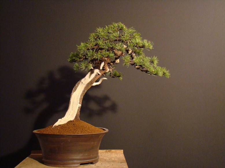 Pinus mugo - light elegance (owner M. Škrabal) Sn_3910